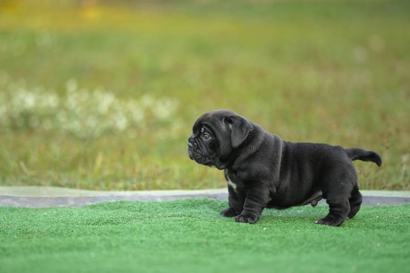Black color micro american bully dog puppy standing on the green grass