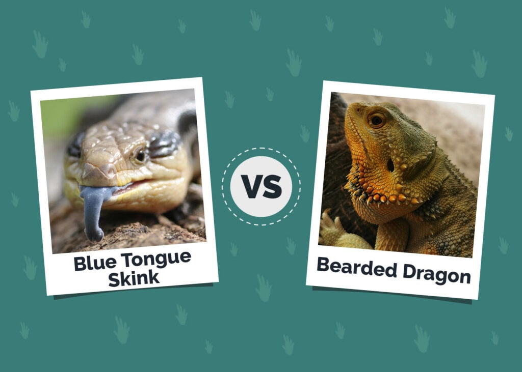 Blue Tongue Skink vs Bearded Dragon