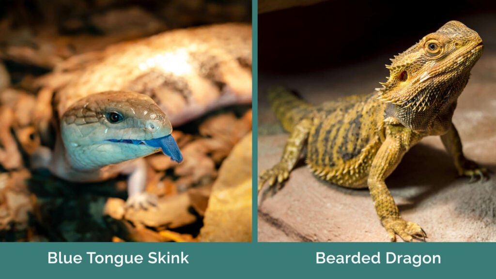 Blue Tongue Skink vs Bearded Dragon side by side