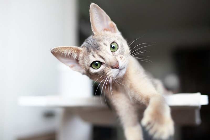 Blue abyssinian cat