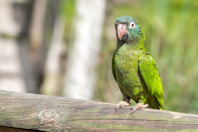 Blue-crowned conure perched on a log