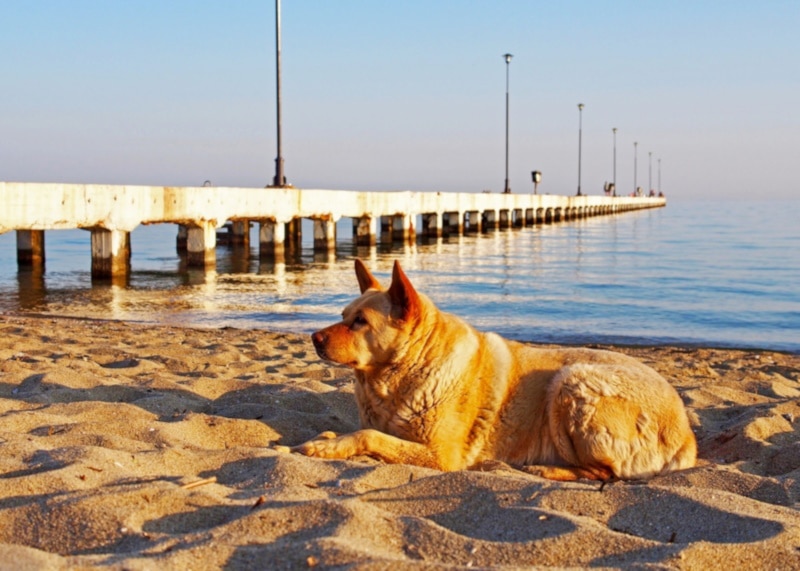 Can de Palleiro lying on the sand