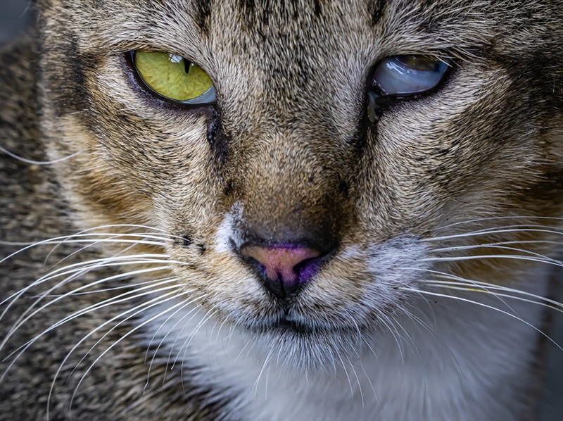 Haws Syndrome in Cats Causes Signs Possible Treatments Hepper