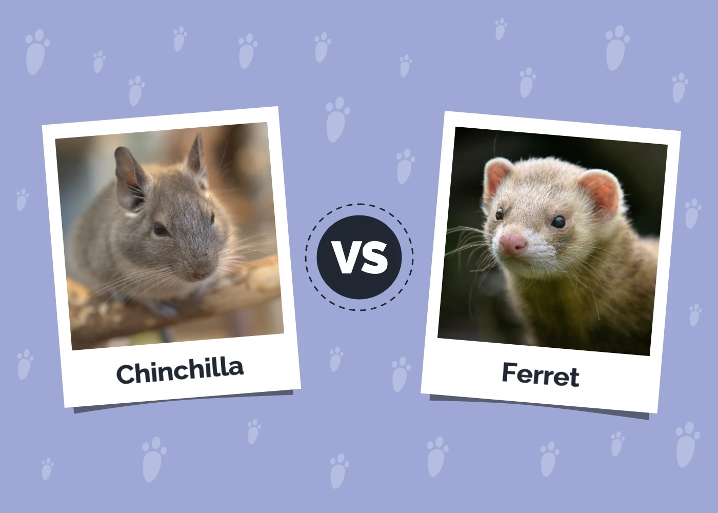 Chinchilla vs Ferret - Featured Image