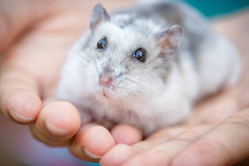 Close-up face of Winter White Russian Dwarf Hamster on girl hands