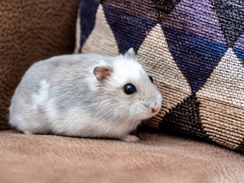 Close-up of a winter white dwarf hamster resting on a brown sofa