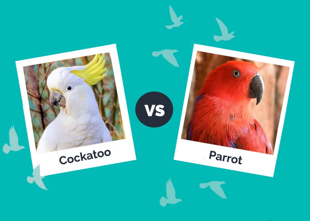 Cockatoo vs Parrot