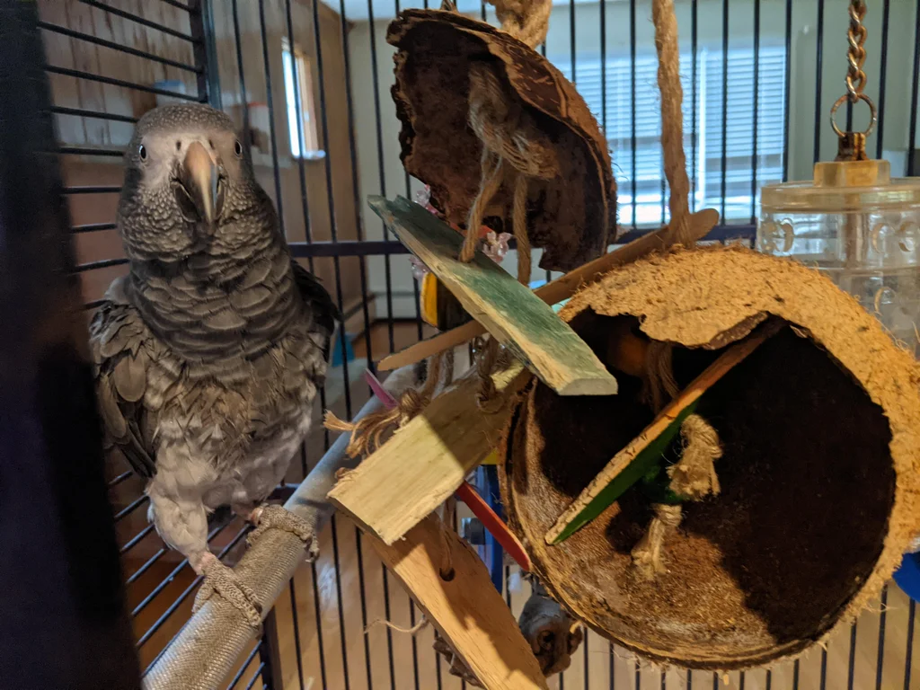 Coconut bird toy