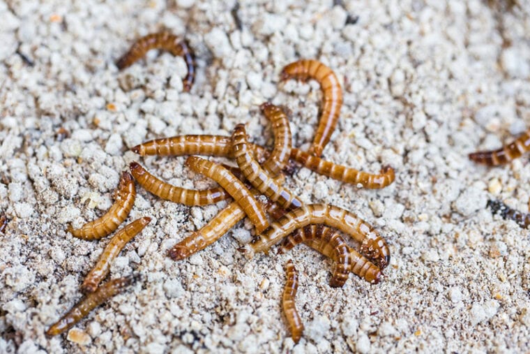 Can Bearded Dragons Eat Superworms? VetApproved Feeding Facts Hepper