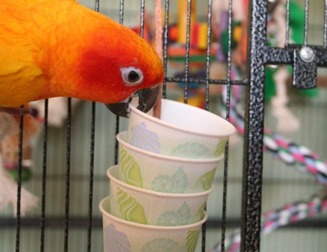 DIY Foraging Toys dixie cup