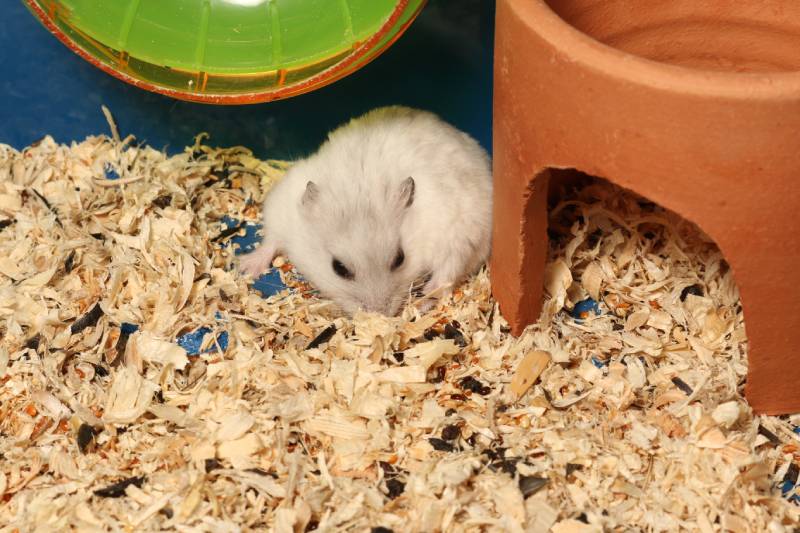 Djungarian Siberian winter Russian white dwarf hamster stands next to clay house under hamster wheel