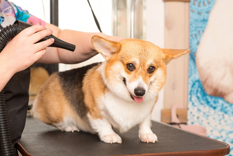 Dog Corgi Drying Pet Grooming and hairstyle