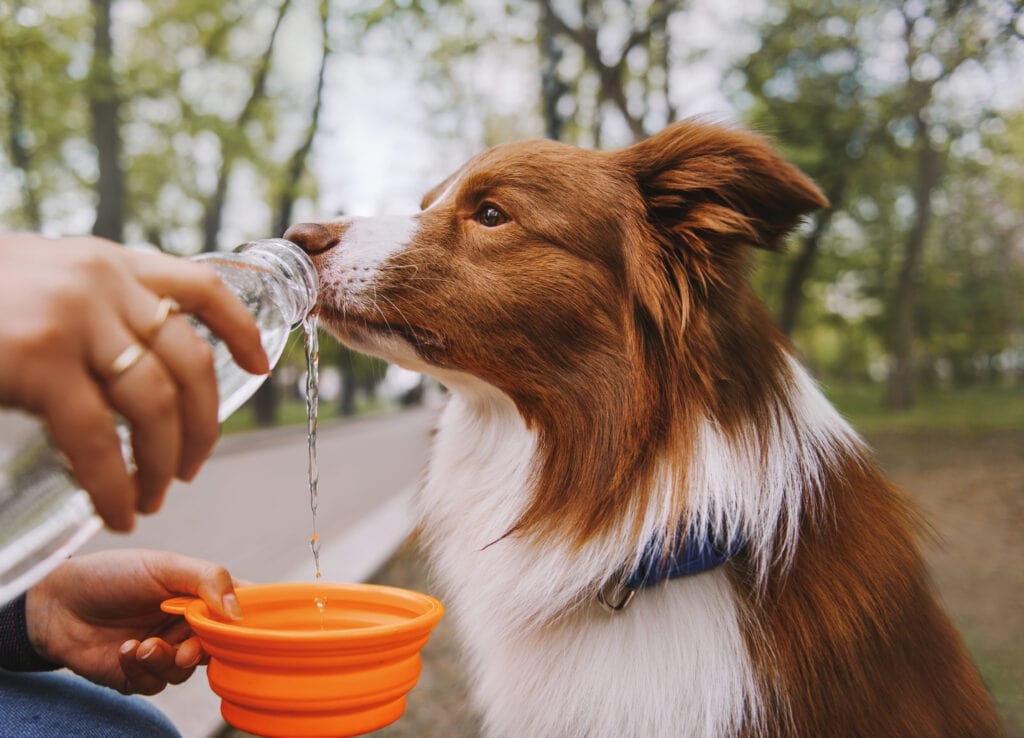 Dog drinking water