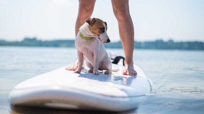 Dog surfing beach owner