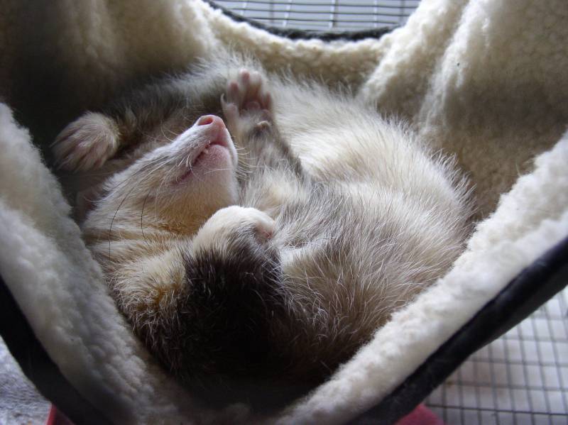 Ferret sleeping in a hammock