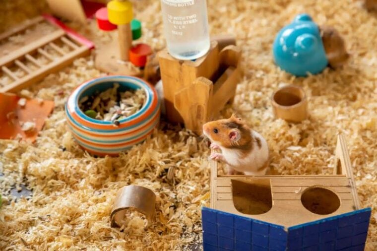 Where to Buy a Hamster in 2024 Adoption, Pet Stores & Online Hepper