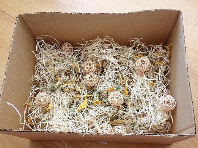 Foraging box for parrots