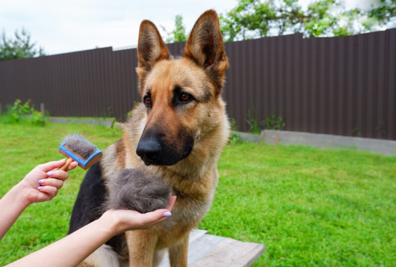 German Shepherd dog being brushed outside with ball of hair