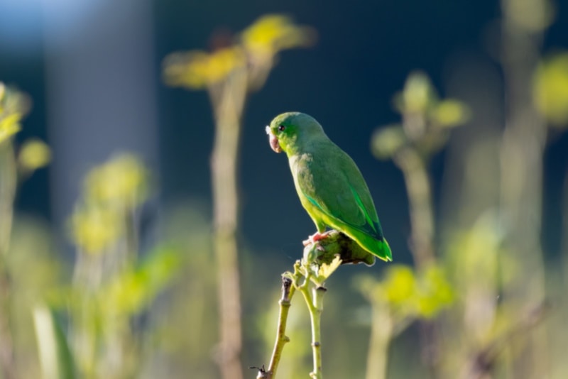 Green-Rumped Parrotlet on a twig