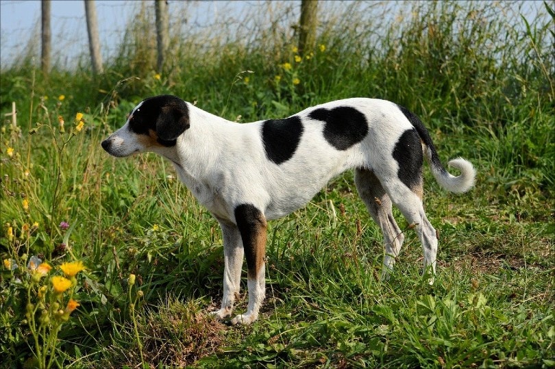 Halden Hound standing in the grass