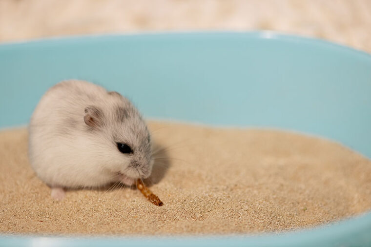 Can Hamsters Eat Mealworms? Vet Approved Facts & Feeding Tips Hepper