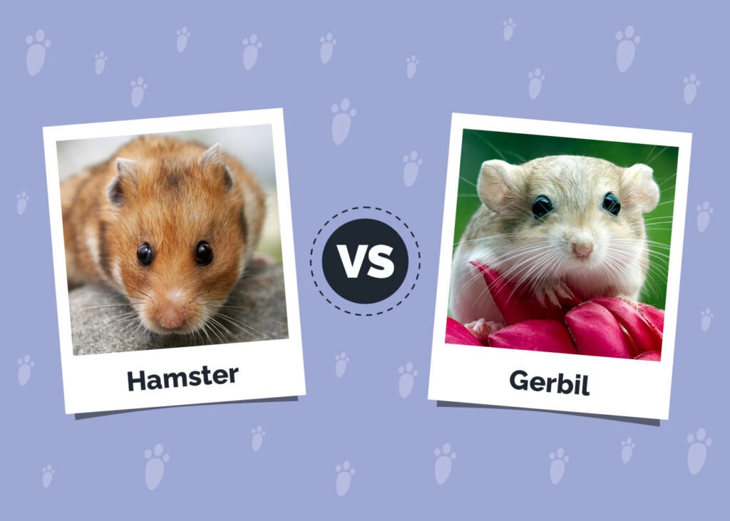 Hamster vs Gerbil