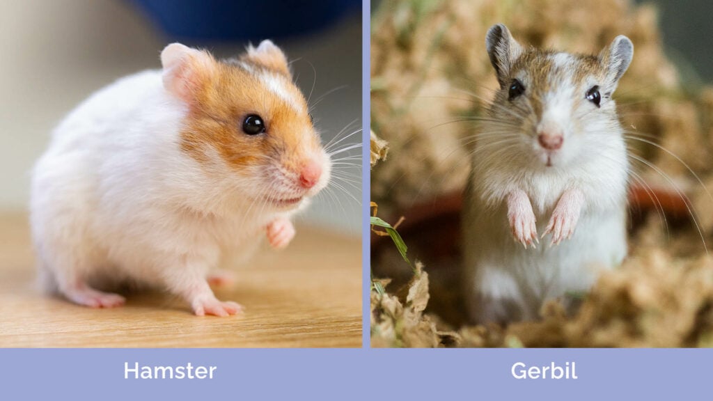Hamster vs Gerbil side by side