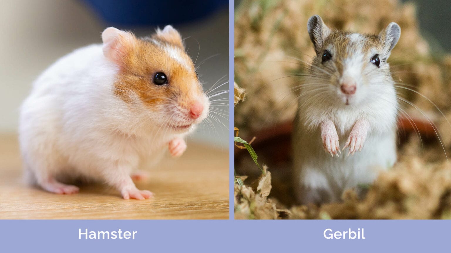 Hamsters vs. Gerbils The Main Differences (VetVerified Info With