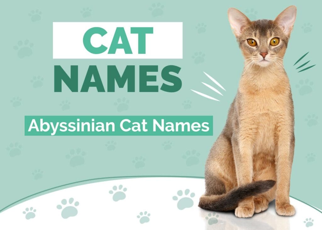 Awesome Names for Abyssinian Cats