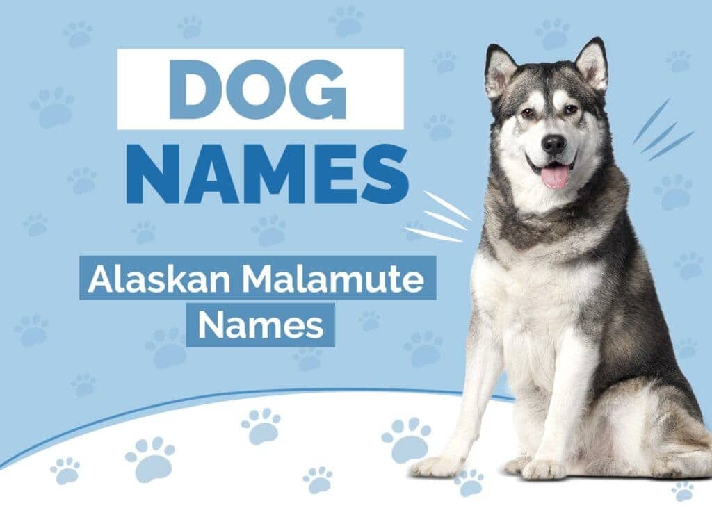 Amazing Names for Alaskan Malamutes