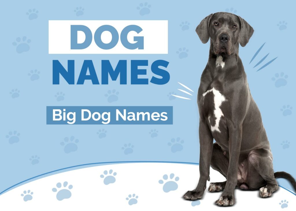 Big Dog Names