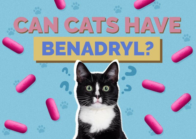 Hepper_Can Cats Have_Benadryl