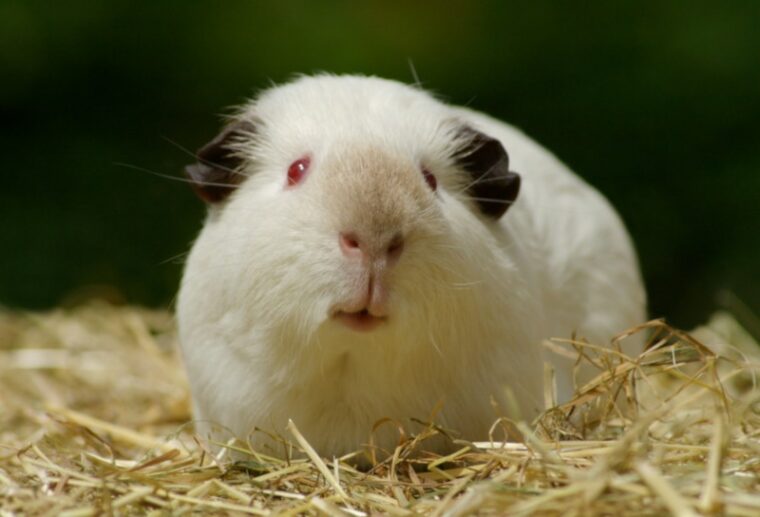 Can Guinea Pigs Eat Alfalfa Hay? VetReviewed Facts & Safety Guide Hepper