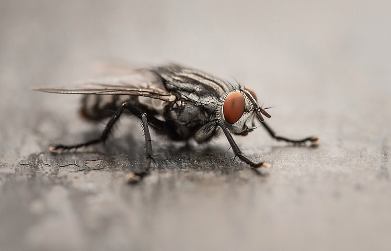 Can Bearded Dragons Eat House Flies Vet Reviewed Safety Facts Hepper