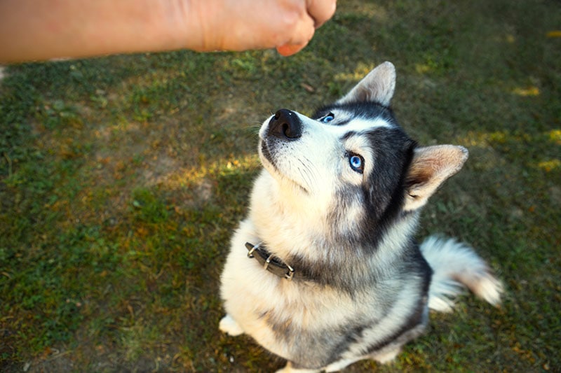 Husky dog gets a delicious treat for executing the Sit command