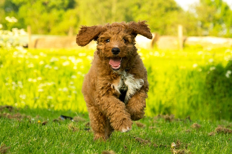 Irish doodle dog running