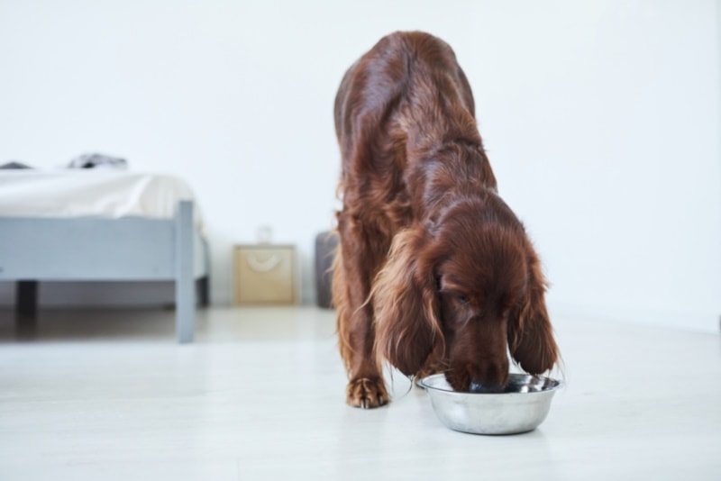 Irish setter eating from a bowl