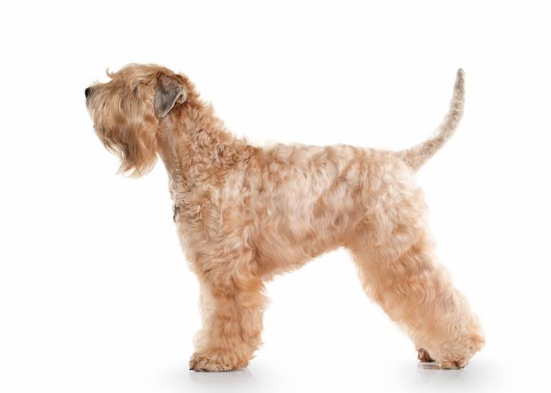 Irish soft coated wheaten terrier with a traditional Cut