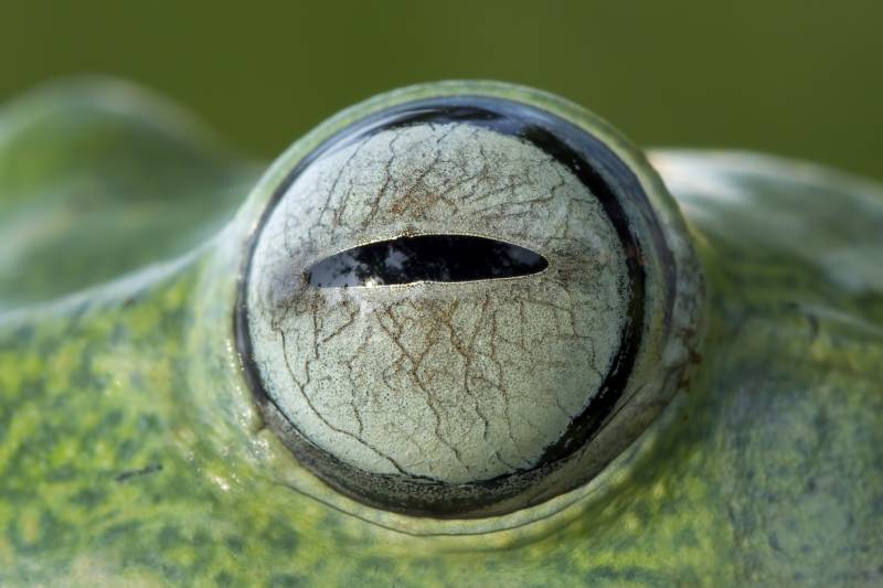 Javan tree frog eyes closeup