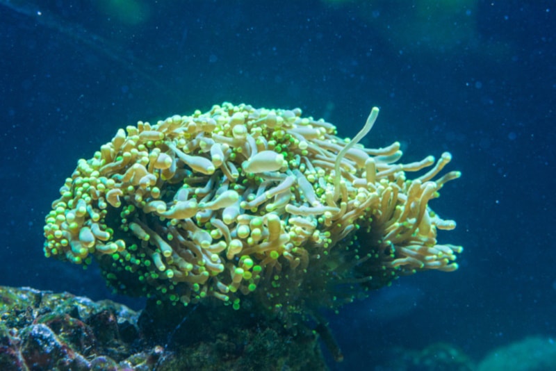 Large polyp stony coral on the ocean floor