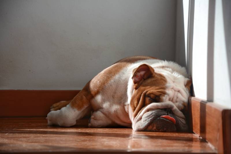 Lazy bulldog sleeping near the wall