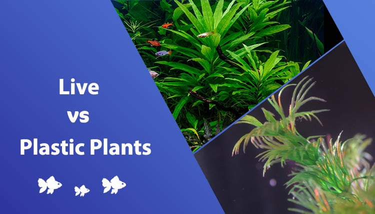 Live vs Plastic Plants
