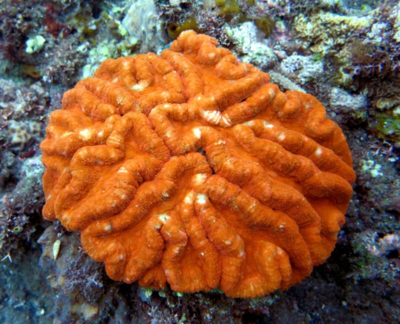 Lobed brain coral type of large polyp stony coral