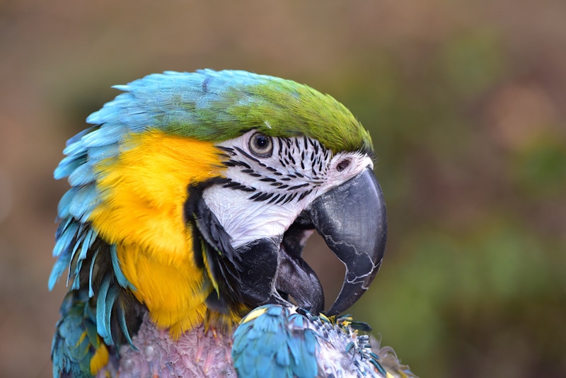 Macaw plucking feathers