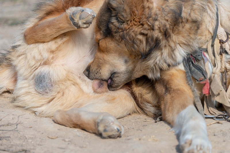 Male Black Dog Lick Their Privates, Genital licking