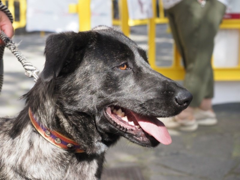 Marjorero spanish hound