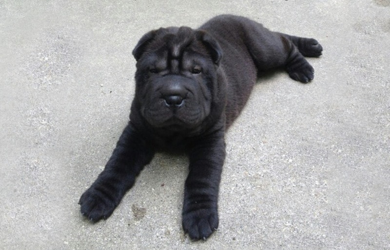 Mini Pei Pup Black Looking