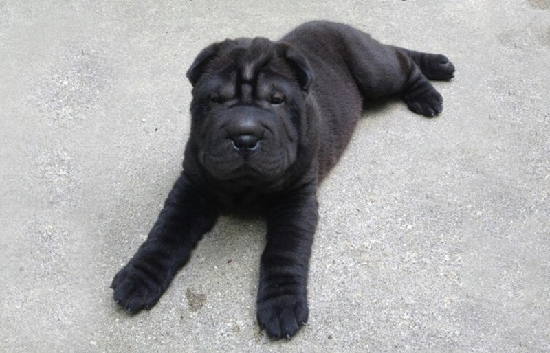 Mini shar pei price cheap