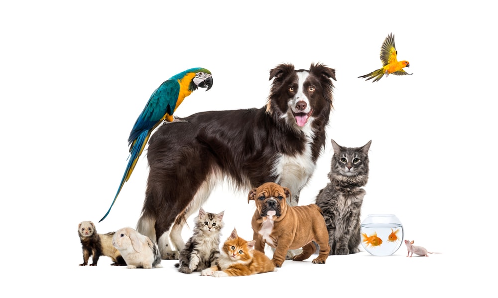 Multiple type of pet and animals in a white background