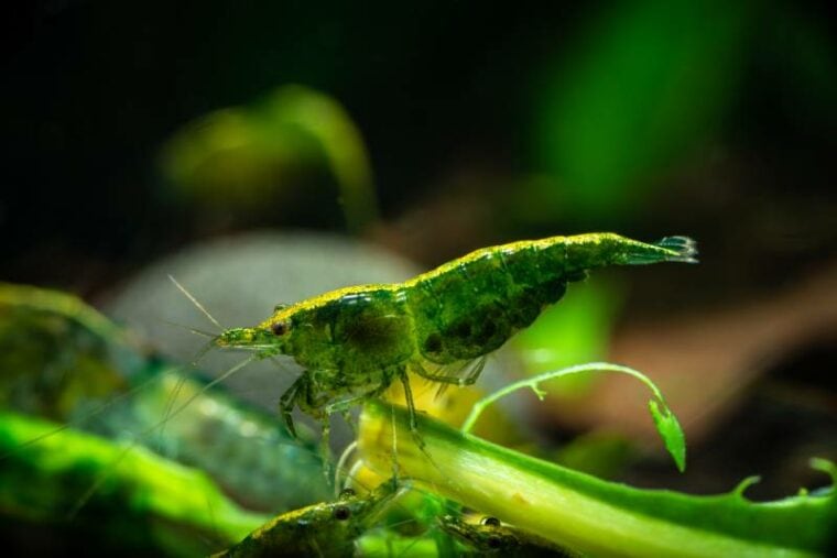 20 Types of Aquarium Shrimp VetReviewed Pictures, Facts & Origins Hepper